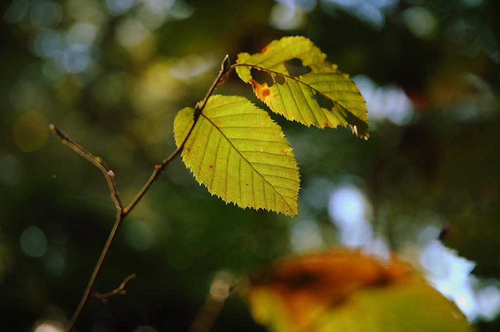 DSC_0083.png