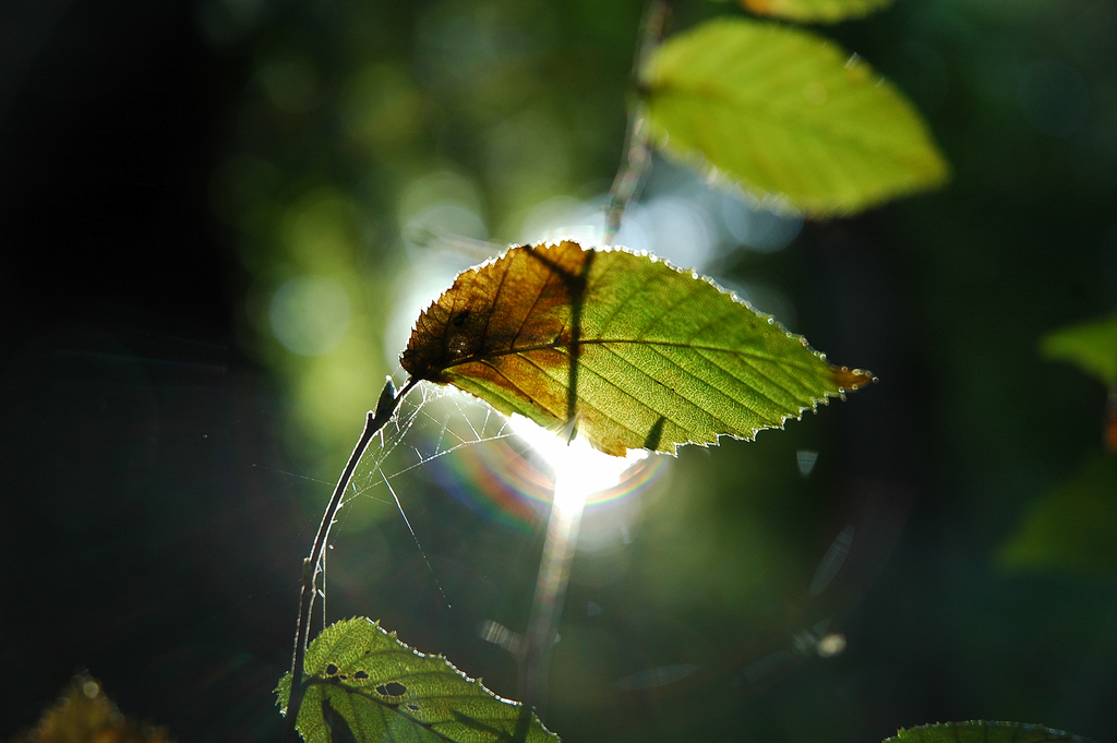 DSC_0084.png