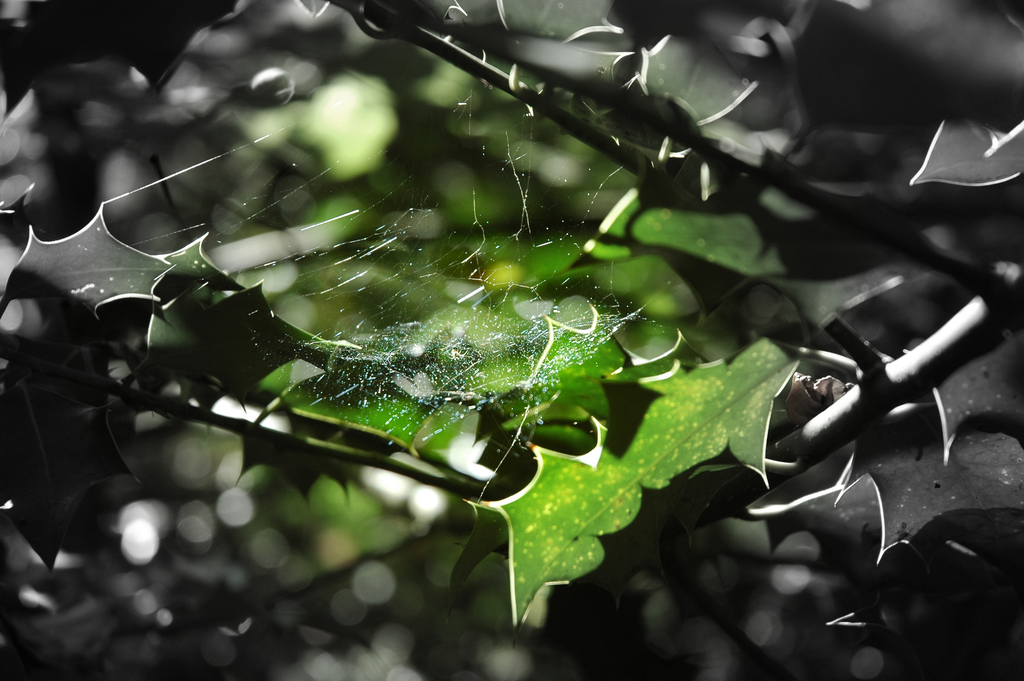 DSC_0096.png