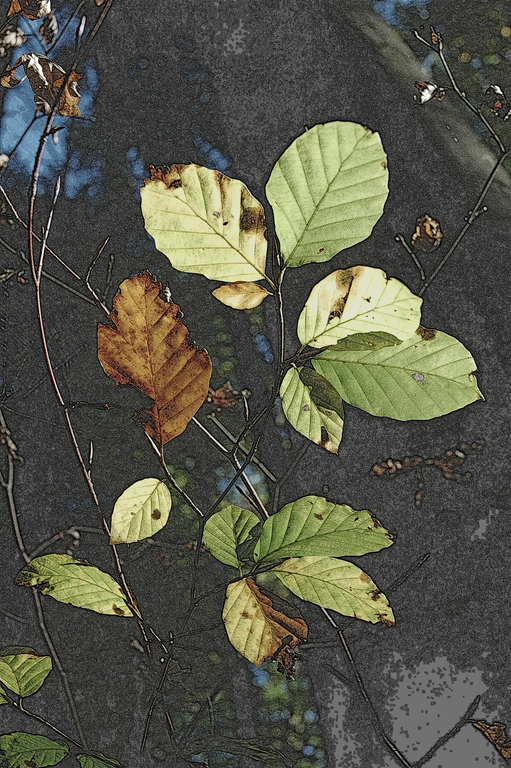 DSC_0099-2.png