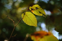 DSC_0083.JPG