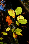 DSC_0099.JPG