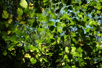 DSC_0114.JPG